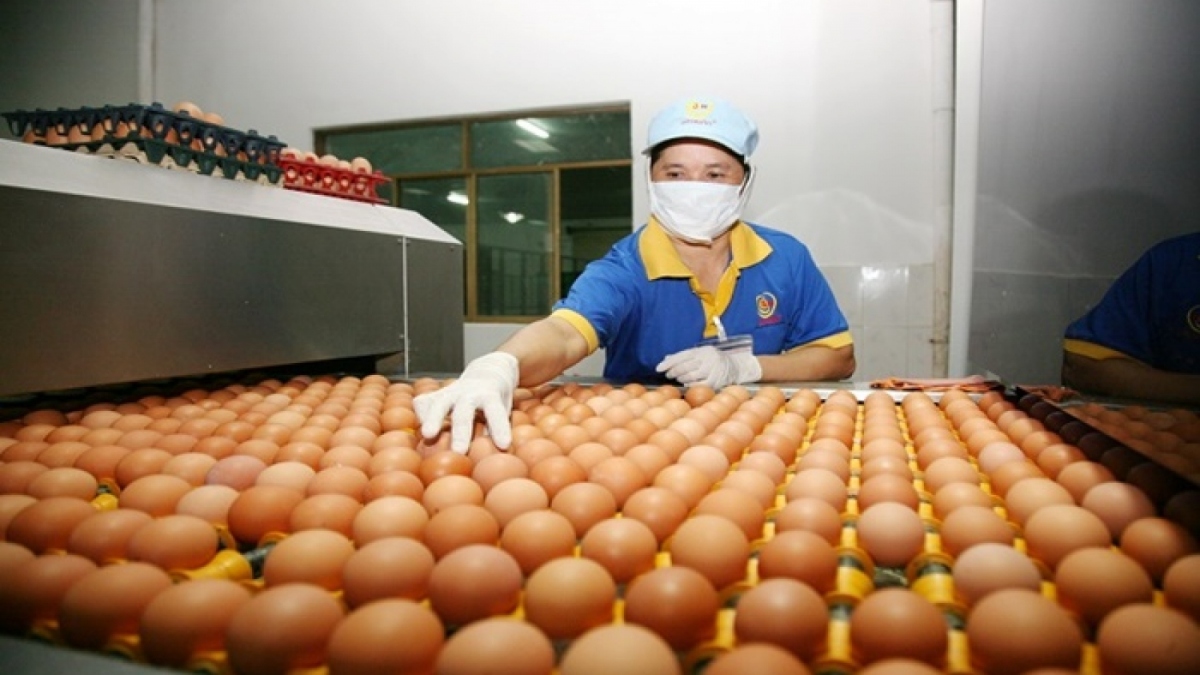 Vietnamese poultry eggs exported to Hong Kong after 4-year ban